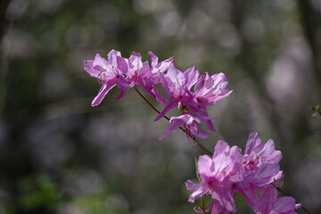 咲き誇る情熱の花