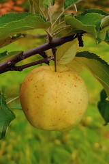 Close-up of a ripe yellow apple still attached to the branch, surrounded by green leaves. The background image is AI generated, the apple is real