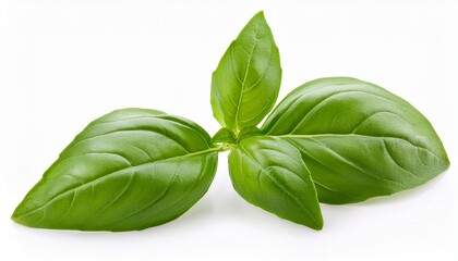 Fototapeta premium fresh basil leaves isolated on white background