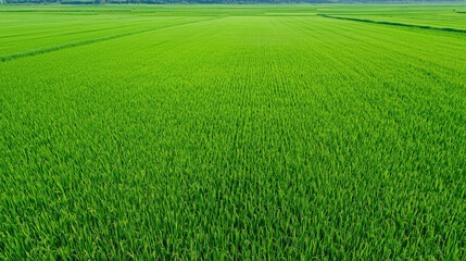 Lush green rice field landscape showcasing vibrant crops under clear skies, evoking sense of tranquility and abundance