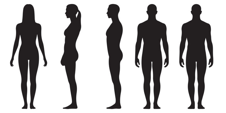 Male and Female Body Silhouettes Front and Side Views, Male Anatomy Diagrams Skeletal, Muscular, and Silhouette Views, human body anatomy, front, back, side view, vector woman and man