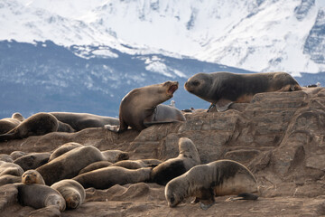 Fototapeta premium sea lion and baby