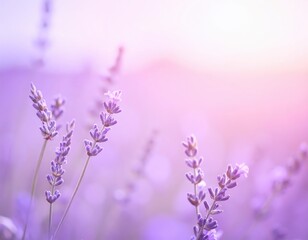 Obraz premium A vibrant cluster of lavender flowers basking in warm sunlight, their delicate purple petals glistening, surrounded by lush green foliage.