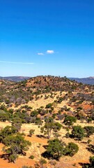 Obraz premium A breathtaking view of Flinders Valley in Western Australia, showcasing rolling hills, vibrant wildflowers, and a clear blue sky, embodying natural beauty.