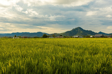 Lush green rice fields with rural houses in Flores island Indonesia Labuan Bajo area