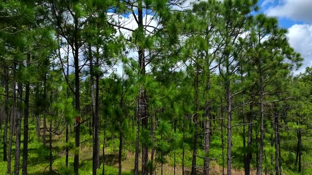 Rising up past pine trees in forest to reveal landscape under blue sky and clouds
