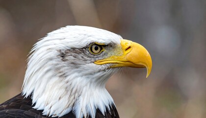 Obraz premium Majestic Bald Eagle Profile Capturing a Portrait of an American Symbol