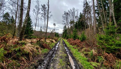 Serene Forest Pathway with Muddy Track and Lush Greenery