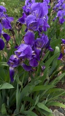 Exquisite and Vibrant Purple Iris Flowers in Full Bloom, Showcasing Natures Beauty