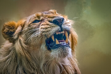 Fierce Majestic Lion Closeup With Open Mouth Sharp Tooth Detailed Fur