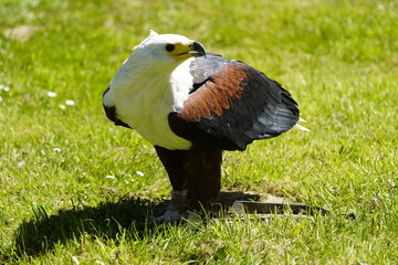 African Fish Eagle (Haliaeetus vocifer) Wiesent enclosure Springe, Germany.