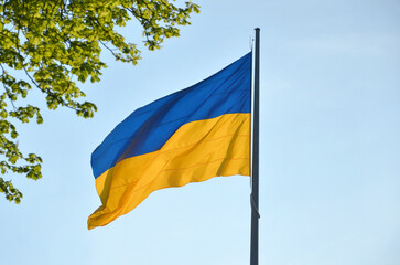 Yellow - blue flag of Ukraine flutters against a background of blue sky and chestnut branches .