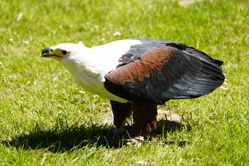 African Fish Eagle (Haliaeetus vocifer) Wiesent enclosure Springe, Germany.