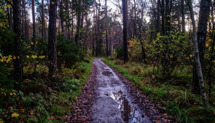 Fototapeta premium Serene Forest Pathway Surrounded by Trees and Autumn Foliage