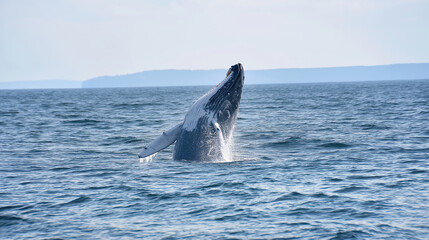 Fototapeta premium Majestic Whale Breaching: A Thrilling Marine Life Adventure in the Blue Sea