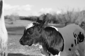 Calf closeup on farm in black and white, crossbred beef in agriculture concept.