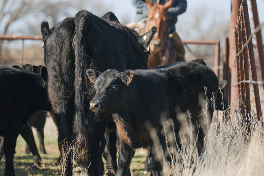 Working cattle ranch concept with cows in pen and cowboy on horse in background.