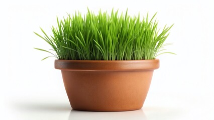Fototapeta premium Fresh Green Grass in Pot, Isolated on White Background - Stock Photo
