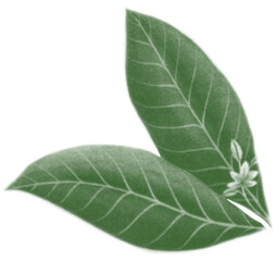 Obraz premium watercolor plant leaf brush 8