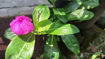 Vibrant pink Periwinkle flower (Catharanthus roseus) with water droplets, a popular tropical flowering plant used in traditional medicine.