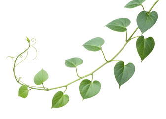 Obraz premium Lush Green Climbing Vine Featuring Heart Shaped Leaves