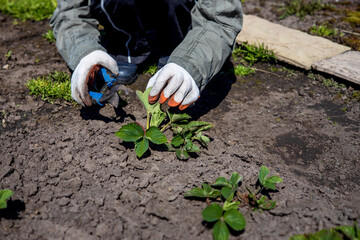 Spring pruning of strawberry bushes on the bed with pruning shears. Women's hands close-up. Sunny day.