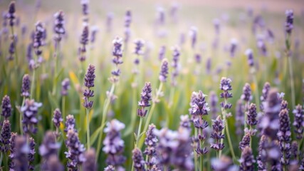 Obraz premium A picturesque field of vibrant purple lavender flowers blossoms under the warm summer sun showcasing a beautiful natural scene.