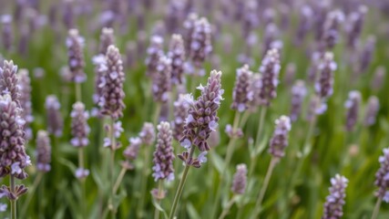 A field of vibrant purple lavender flowers blossoms under the summer sun showcasing delicate blooms and fragrant foliage.