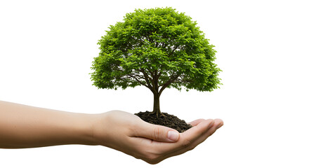 Protecting Our Planet: A Sapling in Caring Hands