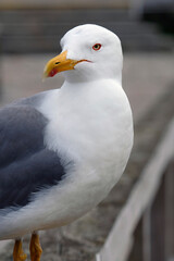 Getting close to a seagull in Galicia, Spain
