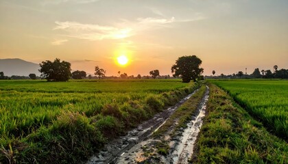 Fototapeta premium Serene Sunset Over Lush Green Rice Field Path and Tree Silhouette