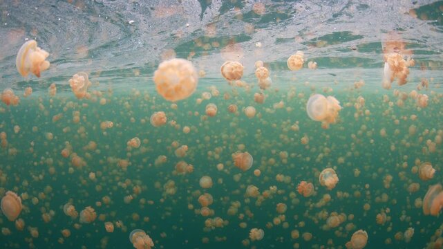 A massive swarm of Golden jellyfish, Mastigias sp., swims in a marine lake near Misool, Raja Ampat, Indonesia. These jellyfish have extremely weak stinging cells and are safe to swim amongst. 