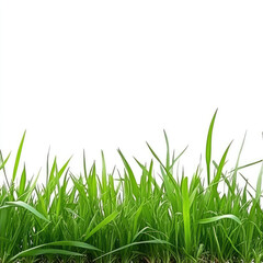 Fototapeta premium Fresh green grass on white background evokes tranquility
