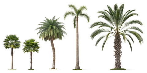 Various palm trees isolated on transparent background