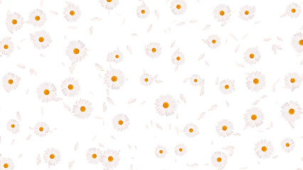 white daisies flower and petals falling on transparent background,png cosmetic beauty and wave isolated design element	