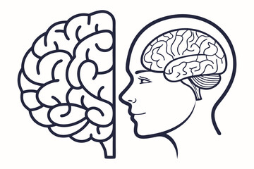 Simplified illustration of a human head and brain, highlighting the structure and duality.