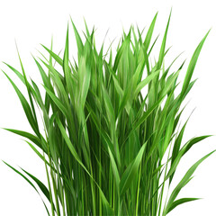 Obraz premium Tall Fescue Grass For Cattle Grazing Coarse Green Blad isolated on a transparent background. High quality PNG, commercial use.