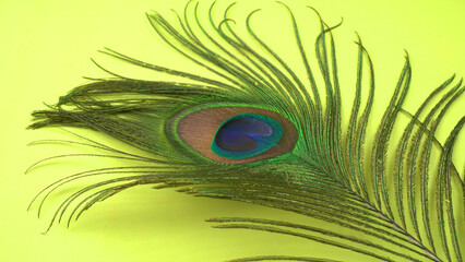 Obraz premium Peacock feather isolated on a white background with copy space.