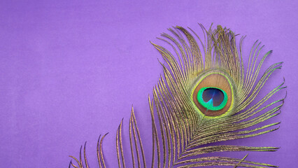 Peacock feather isolated on a white background with copy space.