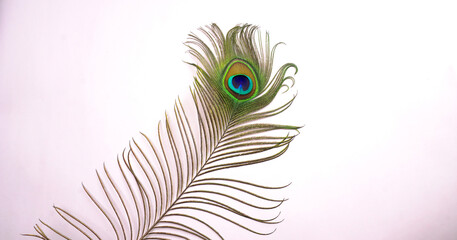 Peacock feather isolated on a white background with copy space.