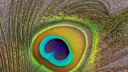 Peacock feather isolated on a white background with copy space.