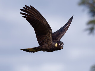 Yellow-tailed Black Cockatoo (Zanda funerea) in flight with clouds and overcast sky background