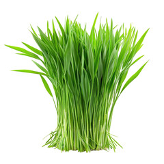 Young Oat Grass For Calves Bright Green And Tender Sho isolated on a transparent background. High quality PNG, commercial use.
