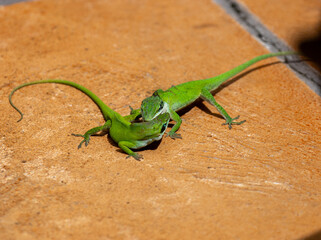 Two anole lizards fight with each other