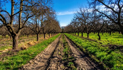 Obraz premium Serene Orchard Pathway in Early Spring Under Clear Blue Sky