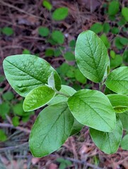 Green leaves in the forest