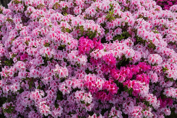 Fototapeta premium 満開のツツジの花