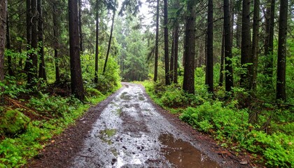 Obraz premium Serene Forest Pathway Through Lush Green Trees in Rainy Weather