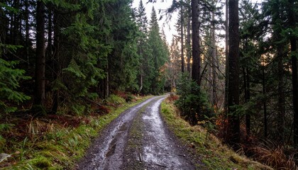Serene Forest Pathway with Lush Greenery and Tranquil Atmosphere
