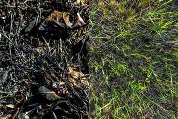 before and after. regrowth 8 weeks after a controlled burn for land management purposes. ecological restoration, land clearing or wildfire fuel management design element.
